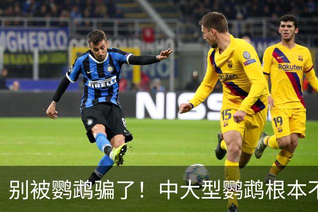 别被鹦鹉骗了！中大型鹦鹉根本不是宠物，是会飞的野生猛禽！